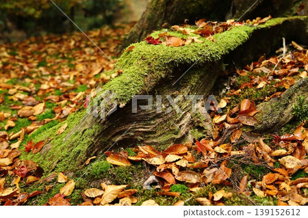 石巖寺:長滿青苔的樹根 石巖寺:長滿青苔的樹根 139152612