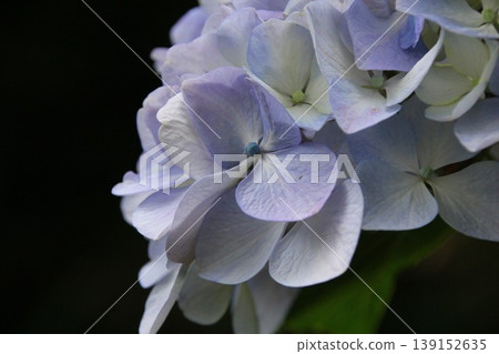 黑背景八仙花屬 黑背景八仙花屬 139152635