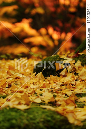 Ginkgo leaves at Sekiganji Temple Ginkgo leaves at Sekiganji Temple 139152644