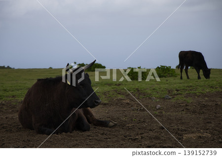 Cattle being grazed Cattle being grazed 139152739