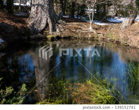 Trees reflected on the surface of the water Trees reflected on the surface of the water 139152781