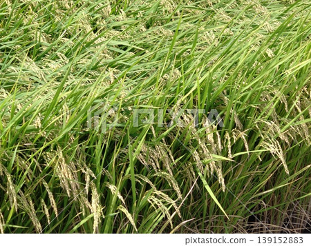Rice stalks before harvest (Gifu) 8 Rice stalks before harvest (Gifu) 8 139152883