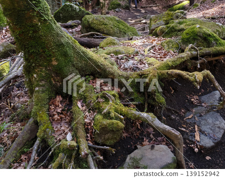 Moss-covered fallen tree Moss-covered fallen tree 139152942