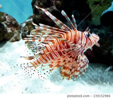 獅子魚在水族館游泳 獅子魚在水族館游泳 139152966