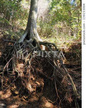 Tree roots: vitality Tree roots: vitality 139153004