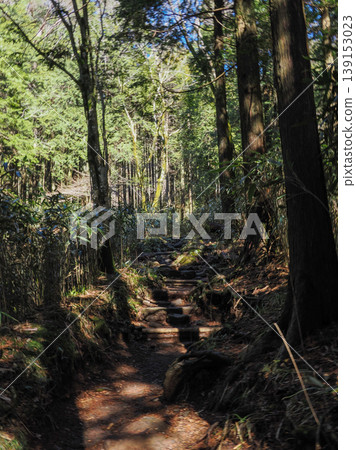 sun shining through the forest sun shining through the forest 139153023