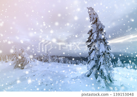 Winter blue landscape. Spruce tree in deep snow on mountain clearing on cold sunny day on copy space background of cloudy sky. Winter blue landscape. Spruce tree in deep snow on mountain clearing on cold sunny day on copy space background of cloudy sky. 139153048