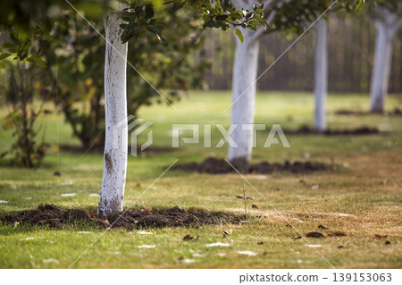 Whitewashed bark of tree growing in sunny orchard garden on blurred green copy space background. Whitewashed bark of tree growing in sunny orchard garden on blurred green copy space background. 139153063