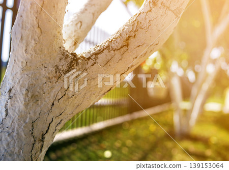 Whitewashed bark of fruit trees growing in sunny orchard garden on blurred green copy space background. Gardening and agriculture, protective procedure concept. Whitewashed bark of fruit trees growing in sunny orchard garden on blurred green copy space background. Gardening and agriculture, protective procedure concept. 139153064