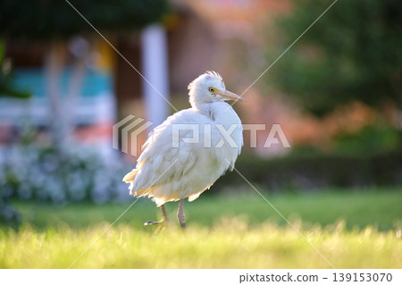 White cattle egret wild bird, also known as Bubulcus ibis walking on green lawn in summer White cattle egret wild bird, also known as Bubulcus ibis walking on green lawn in summer 139153070