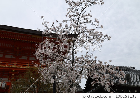 京都八坂神社，2026 年 4 月（第 5 部分） 139153133