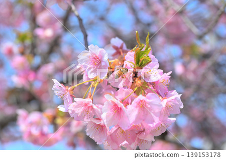 Kawazu cherry tree and honey bee 139153178