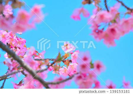 Bees sucking nectar from Kawazu cherry blossoms Bees sucking nectar from Kawazu cherry blossoms 139153181
