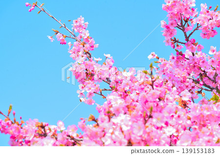 Kawazu cherry blossoms in the blue sky Kawazu cherry blossoms in the blue sky 139153183
