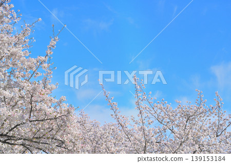 Fresh blue sky and cherry blossoms in full bloom 139153184
