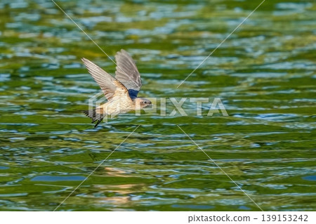 Swallows flying low over the green surface of the water Swallows flying low over the green surface of the water 139153242