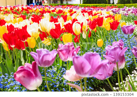 Tonami Tulip Fair 139153304