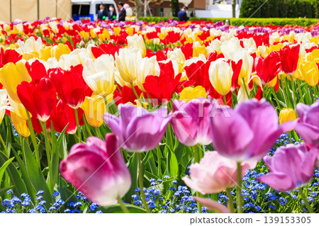 Tonami Tulip Fair 139153305
