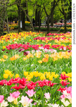 Tonami Tulip Fair Tonami Tulip Fair 139153324