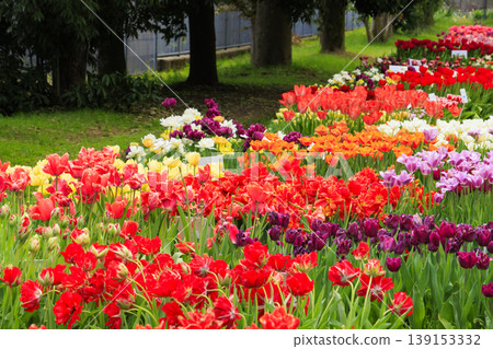Tonami Tulip Fair Tonami Tulip Fair 139153332