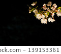 櫻花燈光秀的特寫鏡頭 139153361