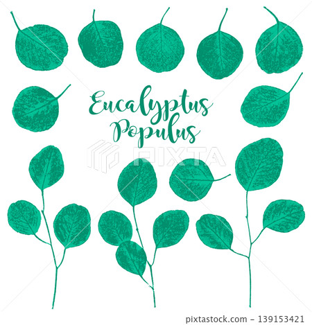 以摩擦法製作的桉樹印章狀輪廓。 139153421