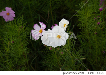 White and pink cosmos flowers White and pink cosmos flowers 139153438