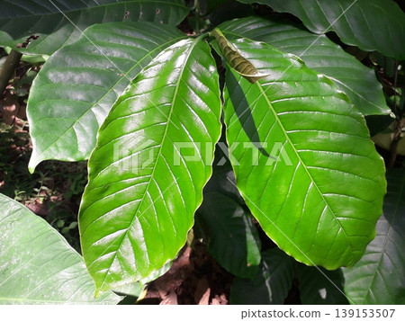 Glistening Light Green Young Robusta Coffee Leaf or Coffea Canephora in Sunlight Glistening Light Green Young Robusta Coffee Leaf or Coffea Canephora in Sunlight 139153507