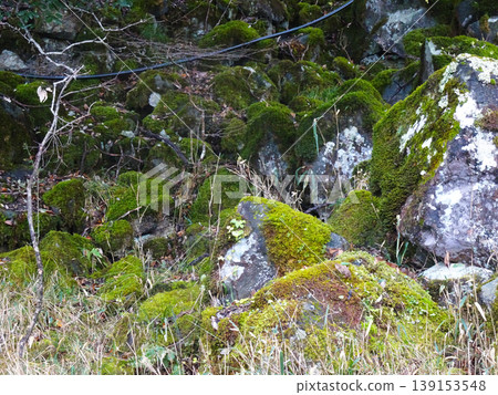 Ritsuunkyo Mountain cherry blossoms and a group of moss-covered huge rocks (Takeda Castle Ruins, Asago City, Hyogo Prefecture) 139153548