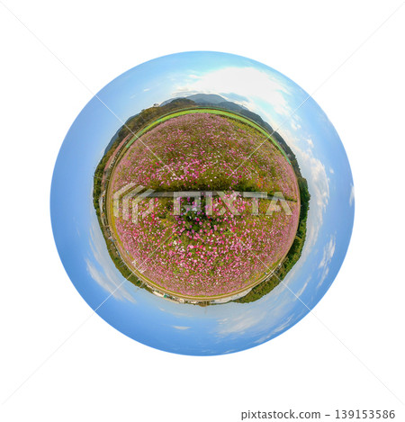 三重縣玉木町：盛開的波斯菊花田。藍天映襯下的波斯菊花田，令人聯想到《小星球》。 139153586