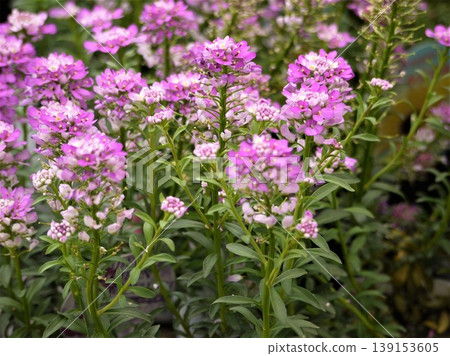 Iberis Queen Amethyst Flower 139153605