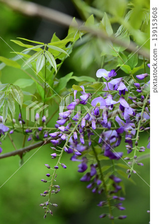 紫藤特寫與紫色的花朵 紫藤特寫與紫色的花朵 139153608