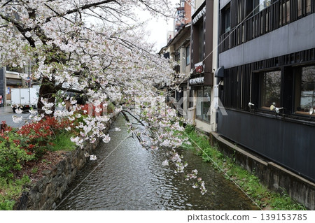 Kyoto, Takase River cherry blossoms, April 2026 ④ Kyoto, Takase River cherry blossoms, April 2026 ④ 139153785