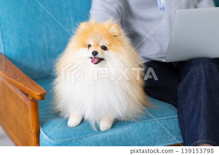 Pomeranian放鬆在沙發上 139153798