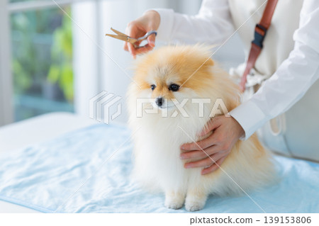 Groomer Pomeranian grooming 139153806