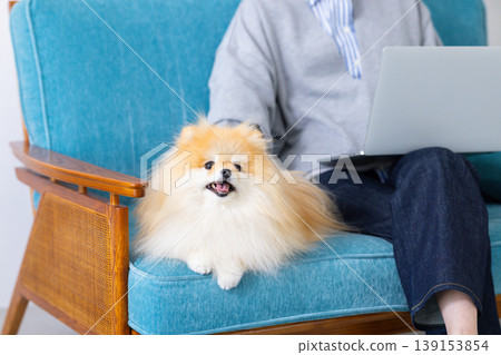 Pomeranian放鬆在沙發上 139153854