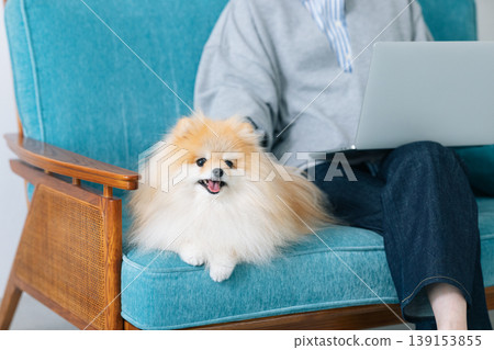 Pomeranian放鬆在沙發上 Pomeranian放鬆在沙發上 139153855