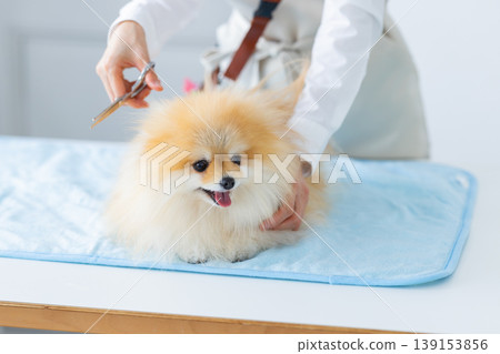 Groomer Pomeranian grooming 139153856