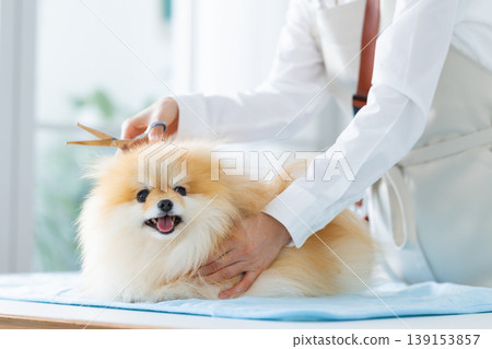 博美犬美容 139153857