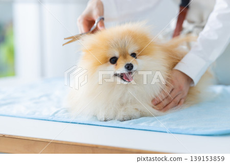 博美犬美容 139153859
