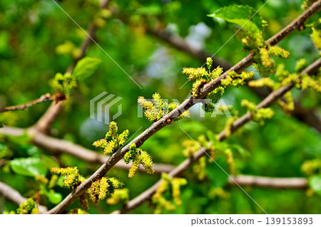 黃綠色桑花（雄花序和雌花序）（春季，四月） 139153893