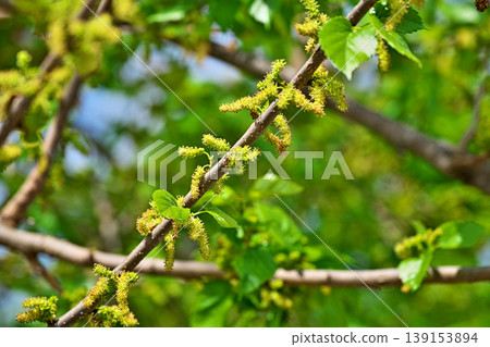 Yellow-green mulberry flowers (male and female inflorescences) (Spring, April) 139153894