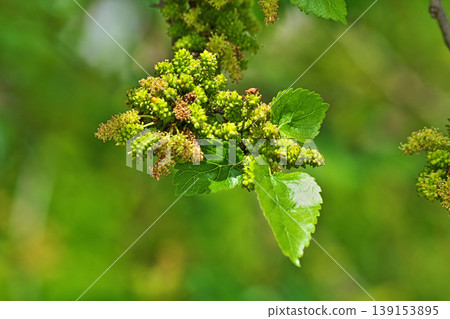 Yellow-green mulberry flowers (male and female inflorescences) (Spring, April) Yellow-green mulberry flowers (male and female inflorescences) (Spring, April) 139153895