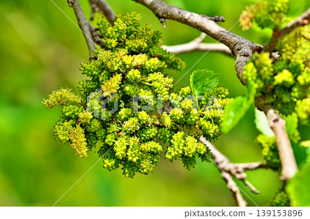 Yellow-green mulberry flowers (male and female inflorescences) (Spring, April) Yellow-green mulberry flowers (male and female inflorescences) (Spring, April) 139153896