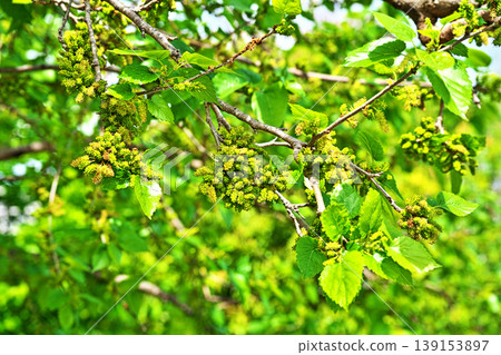 Yellow-green mulberry flowers (male and female inflorescences) (Spring, April) Yellow-green mulberry flowers (male and female inflorescences) (Spring, April) 139153897