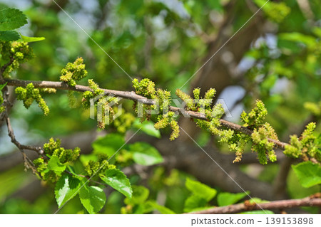 黃綠色桑花(雄花序和雌花序)(春季,四月) 黃綠色桑花(雄花序和雌花序)(春季,四月) 139153898