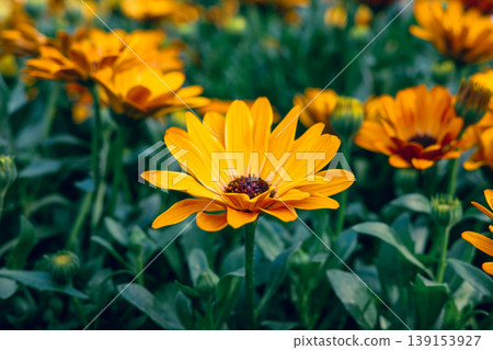 Orange daisy flower in bloom with green background Orange daisy flower in bloom with green background 139153927