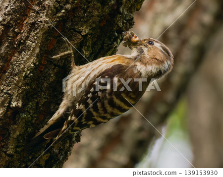 Japanese Pygmy Woodpecker (wild bird photograph) feeding in a lush green forest. Japanese Pygmy Woodpecker (wild bird photograph) feeding in a lush green forest. 139153930