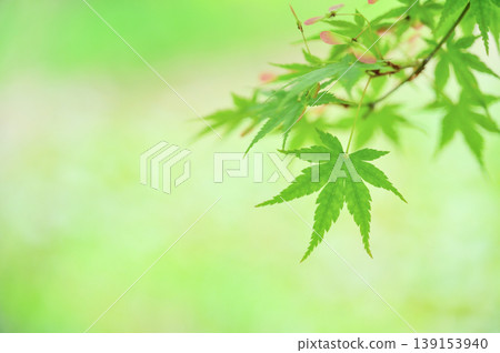 鮮嫩翠綠的楓葉與留白 139153940