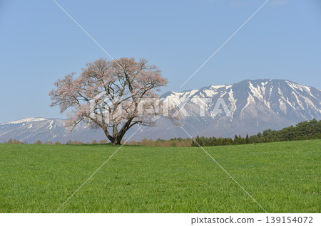 One cherry tree of Koiwai farm and Mt. Iwate One cherry tree of Koiwai farm and Mt. Iwate 139154072